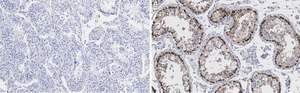 Anti-Ac-α-Tubulin (Lys40) Antibody, clone 1L10, ZooMAb® Rabbit Monoclonal recombinant, expressed in HEK 293 cells