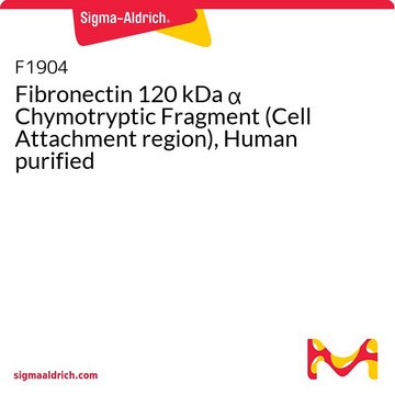 Fibronectin 120 kDa α Chymotryptic Fragment (Cell Attachment region), Human purified