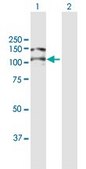 Anti-ITGAV antibody produced in mouse purified immunoglobulin, buffered aqueous solution