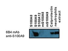 Anti-S100A9 Antibody, clone 6B4 clone 6B4, from mouse