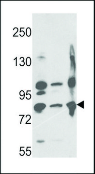 ANTI-NEPRILYSIN(C-TERMINAL) antibody produced in rabbit affinity isolated antibody, buffered aqueous solution