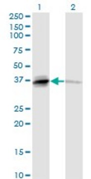 Monoclonal Anti-TNFSF13B antibody produced in mouse clone 2C11, purified immunoglobulin, buffered aqueous solution