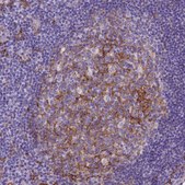 Monoclonal Anti-CD14 antibody produced in mouse Prestige Antibodies&#174; Powered by Atlas Antibodies, clone CL1637, purified immunoglobulin, buffered aqueous glycerol solution