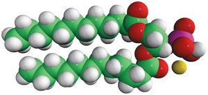 12:0 PA 1,2-dilauroyl-sn-glycero-3-phosphate (sodium salt), powder