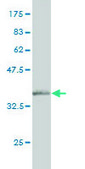 Monoclonal Anti-NELL1 antibody produced in mouse clone 6A8, purified immunoglobulin, buffered aqueous solution