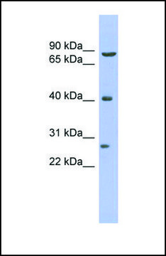 Anti-BRD3 antibody produced in rabbit affinity isolated antibody