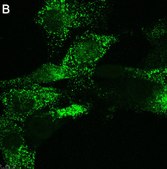 Anti-FGFR1 Antibody, clone 2J21 ZooMAb® Rabbit Monoclonal recombinant, expressed in HEK 293 cells