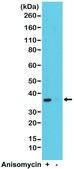 Anti-p38 MAPK Phospho (pT180/pY182) antibody, Rabbit monoclonal recombinant, expressed in HEK 293 cells, clone RM243, purified immunoglobulin