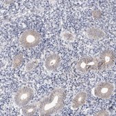 Anti-MRPL37 antibody produced in rabbit Prestige Antibodies&#174; Powered by Atlas Antibodies, affinity isolated antibody, buffered aqueous glycerol solution, Ab1