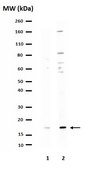Anti-Caspase 3 Antibody, active (cleaved) form Chemicon&#174;, from rabbit