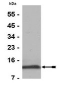 Anti-Histone H4 Antibody, pan, rabbit monoclonal culture supernatant, clone 62-141-13, Upstate&#174;