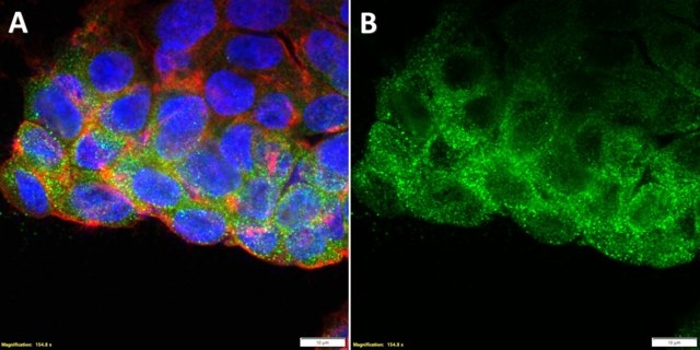 Anti-BNIP3L Antibody, clone 2N10-H2 ZooMAb&#174; Rabbit Monoclonal recombinant, expressed in HEK 293 cells