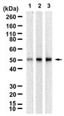 Anti-Homer 1 Antibody, clone 1F5 ZooMAb&#174; Rabbit Monoclonal recombinant, expressed in HEK 293 cells