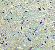 Anti-Rheb (ab2) antibody produced in rabbit affinity isolated antibody, buffered aqueous solution