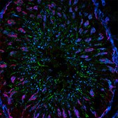 Anti-Mouse IgG (H+L), CF&#8482; 488A antibody produced in goat ~2&#160;mg/mL, affinity isolated antibody