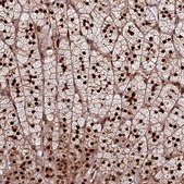 Anti-TRMT112 antibody produced in rabbit Prestige Antibodies&#174; Powered by Atlas Antibodies, affinity isolated antibody, buffered aqueous glycerol solution