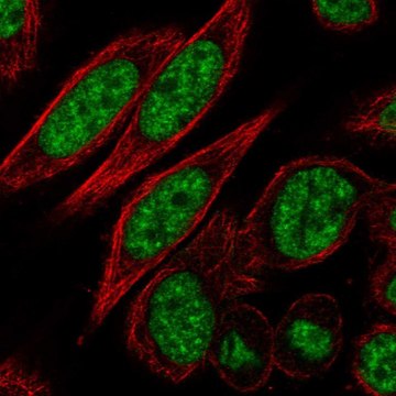 Anti-CDK11A antibody produced in rabbit Prestige Antibodies&#174; Powered by Atlas Antibodies, affinity isolated antibody