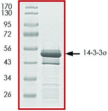 14-3-3 &#963; , GST tagged human recombinant, expressed in E. coli, &#8805;70% (SDS-PAGE), buffered aqueous glycerol solution