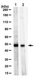 Anti-TC PTPase (PTPN2) Antibody, clone 9E9.1 clone 9E9.1, from mouse