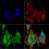 Monoclonal Anti-Gaba-B Receptor 2 - Atto 488 antibody produced in mouse clone S81-2, purified immunoglobulin