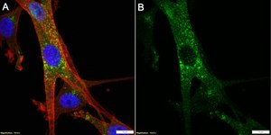 Anti-Neprilysin/CD10 Antibody, clone 1C22 ZooMAb&#174; Rabbit Monoclonal recombinant, expressed in HEK 293 cells