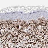Anti-FBLN2 antibody produced in rabbit Prestige Antibodies&#174; Powered by Atlas Antibodies, affinity isolated antibody, buffered aqueous glycerol solution
