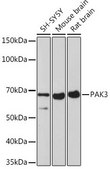 Anti-PAK3 antibody produced in rabbit