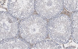 Anti-Actin Antibody, clone C4 ZooMAb&#174; Mouse Monoclonal recombinant, expressed in HEK 293 cells