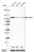 Anti-HSP90B1 antibody produced in rabbit Prestige Antibodies&#174; Powered by Atlas Antibodies, affinity isolated antibody, buffered aqueous glycerol solution
