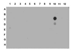 Anti-acetyl-Histone H4 (Lys5) Antibody serum, from rabbit