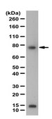 Anti-IL-7Ra (CD127), extracellular Antibody from rabbit, purified by affinity chromatography