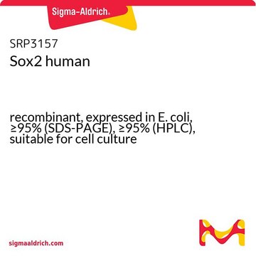Sox2 human recombinant, expressed in E. coli, &#8805;95% (SDS-PAGE), &#8805;95% (HPLC), suitable for cell culture