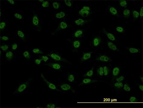 Monoclonal Anti-SMAD5 antibody produced in mouse clone 2D7, purified immunoglobulin, buffered aqueous solution