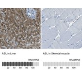 Anti-ASL antibody produced in rabbit Prestige Antibodies&#174; Powered by Atlas Antibodies, affinity isolated antibody, buffered aqueous glycerol solution