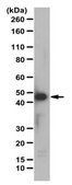Anti-Caspase 1 Antibody from rabbit, purified by affinity chromatography