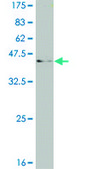 Monoclonal Anti-CAMK2A antibody produced in mouse clone 2C4, purified immunoglobulin, buffered aqueous solution
