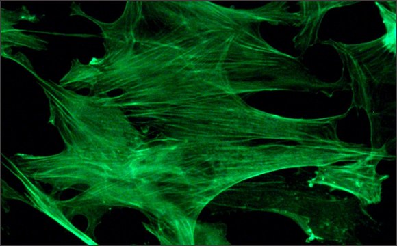 Anti-&#946;-Actin–FITC antibody, Mouse monoclonal clone AC-15, purified from hybridoma cell culture