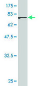 Monoclonal Anti-CCNA1 antibody produced in mouse clone 4A11-5B5, purified immunoglobulin, buffered aqueous solution