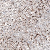 Monoclonal Anti-FOLH1 antibody produced in mouse Prestige Antibodies&#174; Powered by Atlas Antibodies, clone CL9091, purified immunoglobulin, buffered aqueous glycerol solution