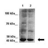 Anti-FANCL antibody produced in rabbit affinity isolated antibody