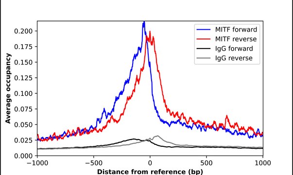 Anti-MITF antibody produced in rabbit Prestige Antibodies&#174; Powered by Atlas Antibodies, affinity isolated antibody, buffered aqueous glycerol solution