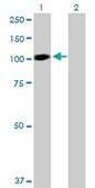 Anti-STAT6 antibody produced in mouse purified immunoglobulin, buffered aqueous solution