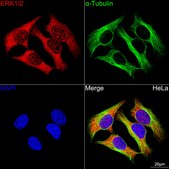 Anti-ERK1/2 Antibody, clone 2Z8O1, Rabbit Monoclonal