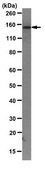 Anti-Raptor Antibody, clone 1H6.2 clone 1H6.2, from mouse