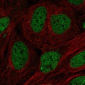 Anti-TFCP2 antibody produced in rabbit Prestige Antibodies&#174; Powered by Atlas Antibodies, affinity isolated antibody