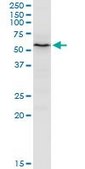 Anti-PEX14 antibody produced in mouse purified immunoglobulin, buffered aqueous solution