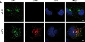 Monoclonal Anti-&#947;-Adaptin antibody produced in mouse clone 100/3, ascites fluid