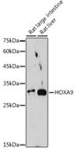 Anti-HOXA9 antibody produced in rabbit