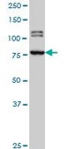 Monoclonal Anti-BRD3 antibody produced in mouse clone 6E7, purified immunoglobulin, buffered aqueous solution