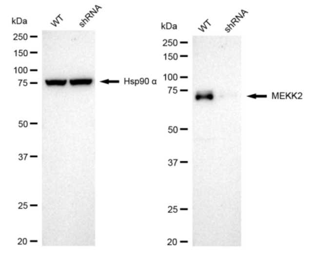 KD-Validated Anti MAP3K2 Antibody, clone 24GB260, Rabbit Monoclonal clone 24GB260, recombinant rabbit monoclonal, expressed in HEK293 cells